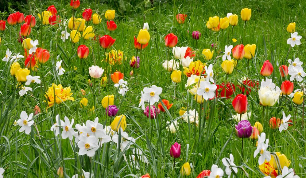 tulips field